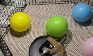 A Vacuum Made For Battle