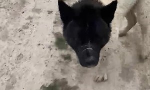 Man Fights Off Kangaroo Who Took His Dog