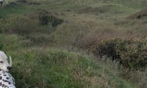 Train of Dalmations Follow Along on Hike