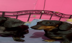 Dachshund Munchin' on That Long Ear