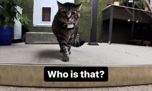 Cat has a hilarious reaction to mirror reflection 