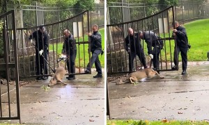 Fire Department rescues deer stuck in a fence