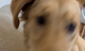 Goofy Golden Retriever Collides With Couch