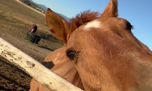 A Camera-Ready Equine Model