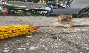 Chipmunk Loves Corn on the Cob