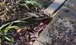 Removing a Blue-tongued Skink's Ticks