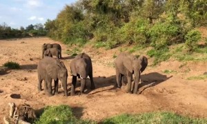 African Elephants Quench Their Thirsts in a Dry Riverbed