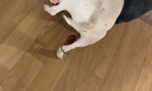 Pup's Poop Is Hanging by a Thread