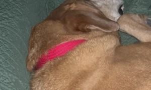 Dog Barks In His Dreams