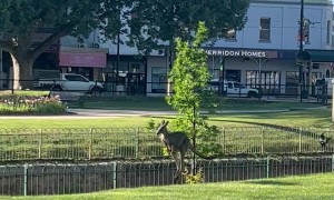 Magpie Swoops a Kangaroo