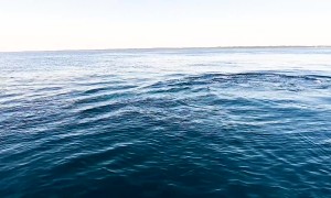 Epic Whale Encounter