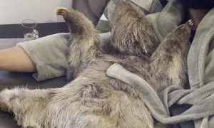 Watching TV With a Sloth