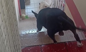 Pitbulls Slide Down Slippery Stairs