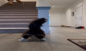 Kitty Drift Mode Activated