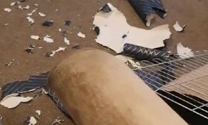 Puppy Rips Up Roll of Wallpaper