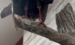 Tell Us How You Really Feel