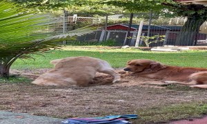 Golden Retriever Loves Digging in Backyard