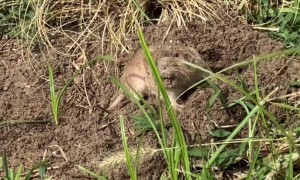 Pocket Gopher Did Not Expect The Shovel Invasion