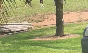 An Argument Between A Horse And A Goat