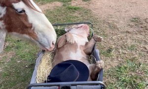King Farm Dog Graciously Feeds His Subjects