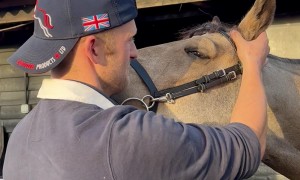 Horse Enjoys a Head Massage