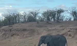 Old Tusker Spotted in Kruger National Park