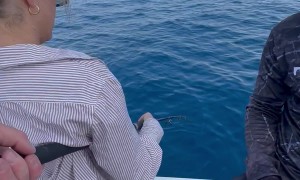 Something Smells Fishy