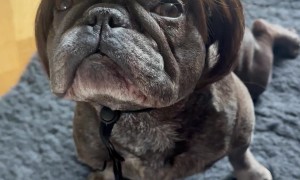 Bertie the Pup Dressed as a Karen