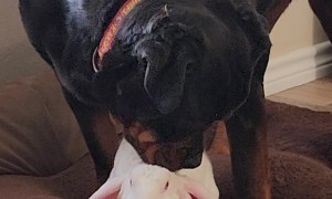 Rottweiler Licks Rabbit Friend