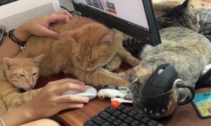 Daily Computer Setup Includes Lots Of Cats