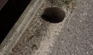 Hedgehog Has A Box On Its Head