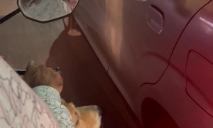 Dogs Meet On The Road