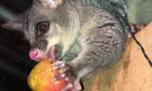 Woman Misses Massive Spider While Feeding Possum