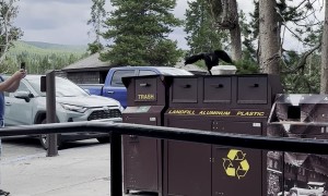Raven Wants Your Leftovers