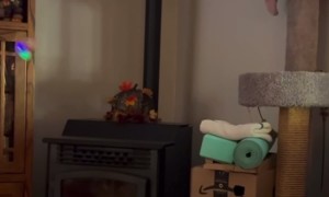 Cat Goes Fishing For Dog