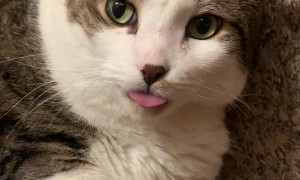 Silly Kitty Does A Blep