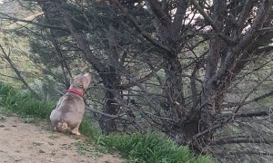 Bully Dogs Try To Catch A Branch