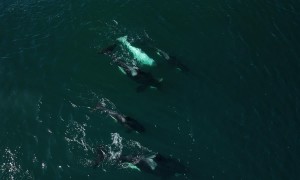 Frosty the White Killer Whale