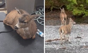 Swimming deer rescued 4 miles from shore in Alaska