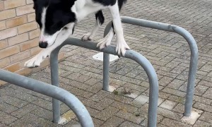 Simbas Mind-Blowing Parkour Move