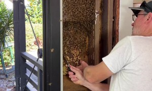 Massive Beehive Rescue
