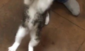 Kitten Wants Her Chicken Wing