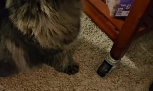 Kitten gets adorably noisy when she wants treats 