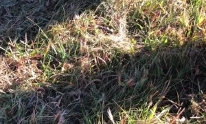 Setting An Italian Skunk Free