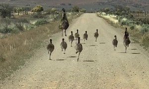 An Emu Family Goes For A Run