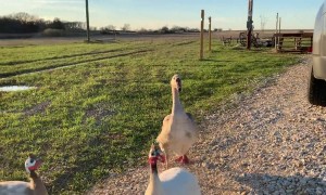 Goose Gets Excited to See Her Human