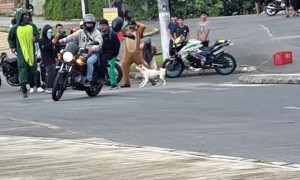 Dog Joins The Dino Dance