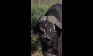 Oxpeckers Pick Buffalo's Nose
