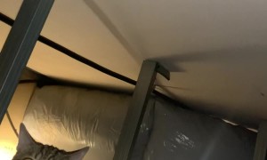 Cat Found Hiding Under the Roof