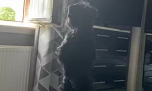 Nosey Wee Pup Waddles For A View